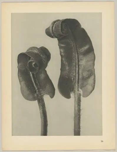 Scolopendrium vulgare, by Karl Blossfeldt