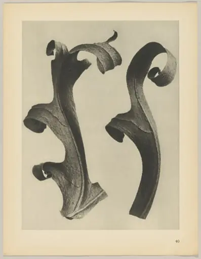 Silphium laciniatum, by Karl Blossfeldt