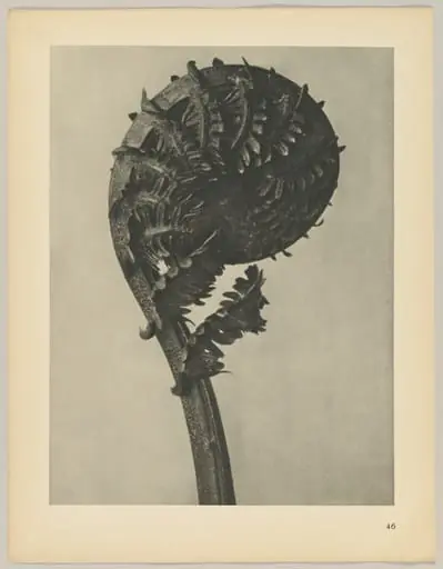 Struthiopteris germanica, by Karl Blossfeldt