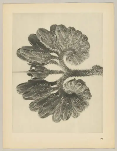 Symphytum officianale, by Karl Blossfeldt