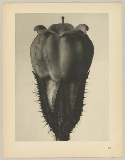 Symphytum officinale, by Karl Blossfeldt