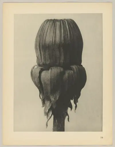 Taraxacum officinale, by Karl Blossfeldt