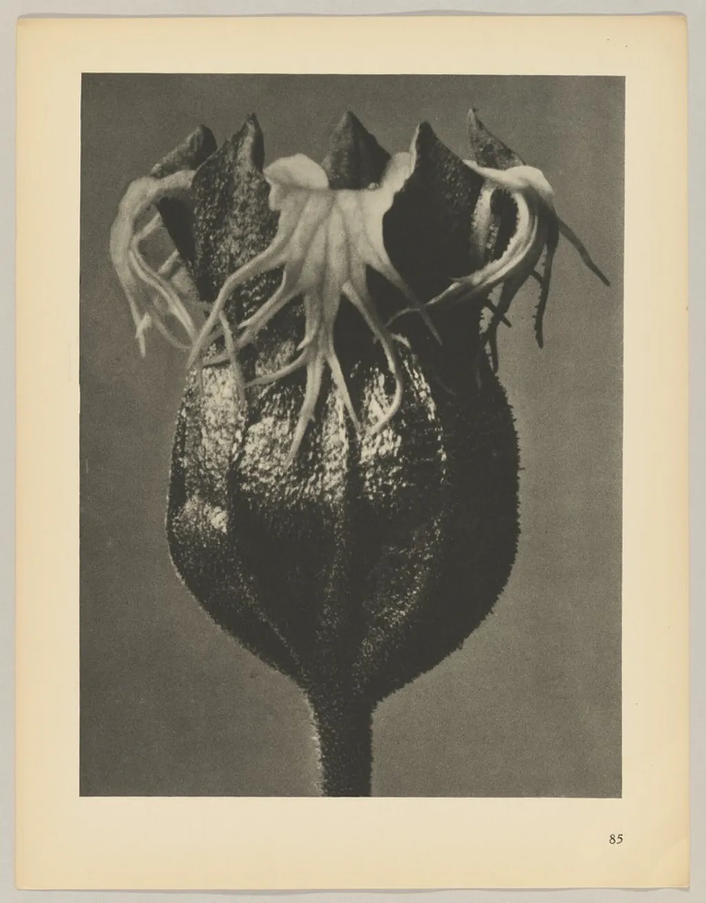 Tellima grandiflora, by Karl Blossfeldt, 1928