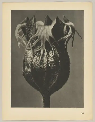 Tellima grandiflora, by Karl Blossfeldt