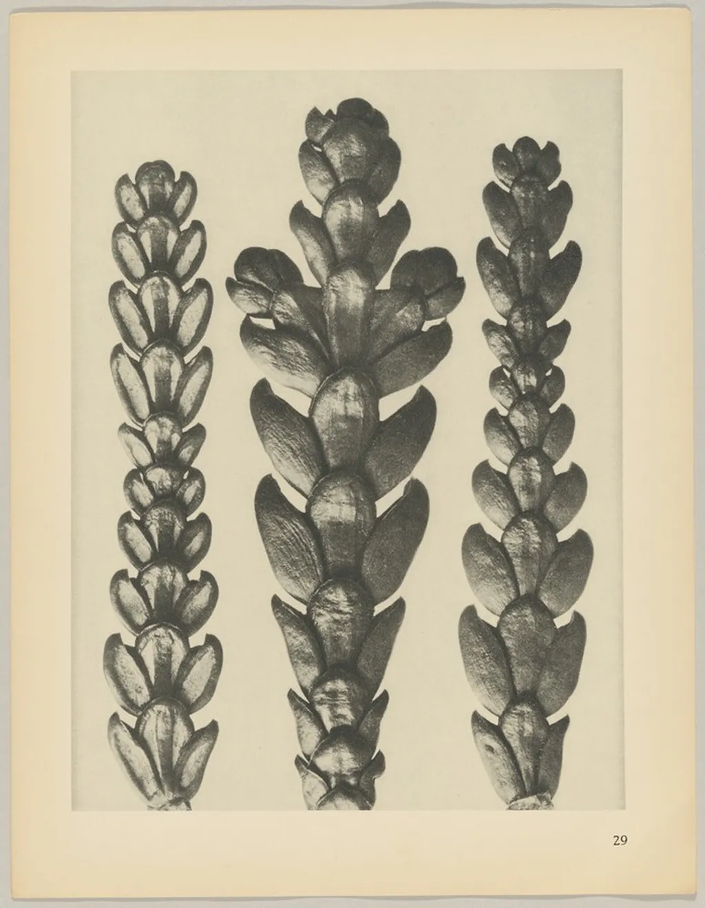 Thujopsis dolabrata, by Karl Blossfeldt, 1928