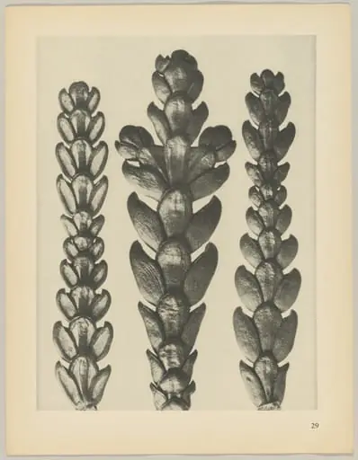 Thujopsis dolabrata, by Karl Blossfeldt
