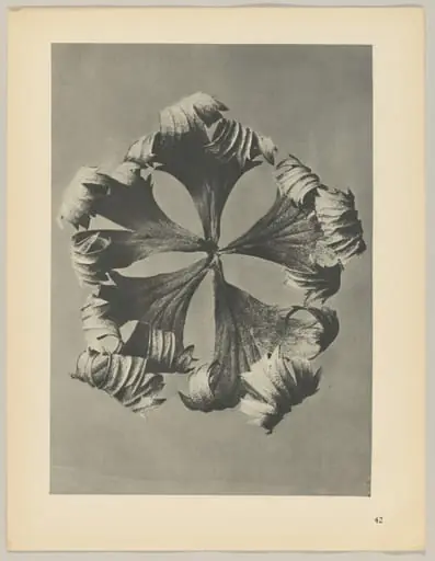 Trollius europaeus, by Karl Blossfeldt