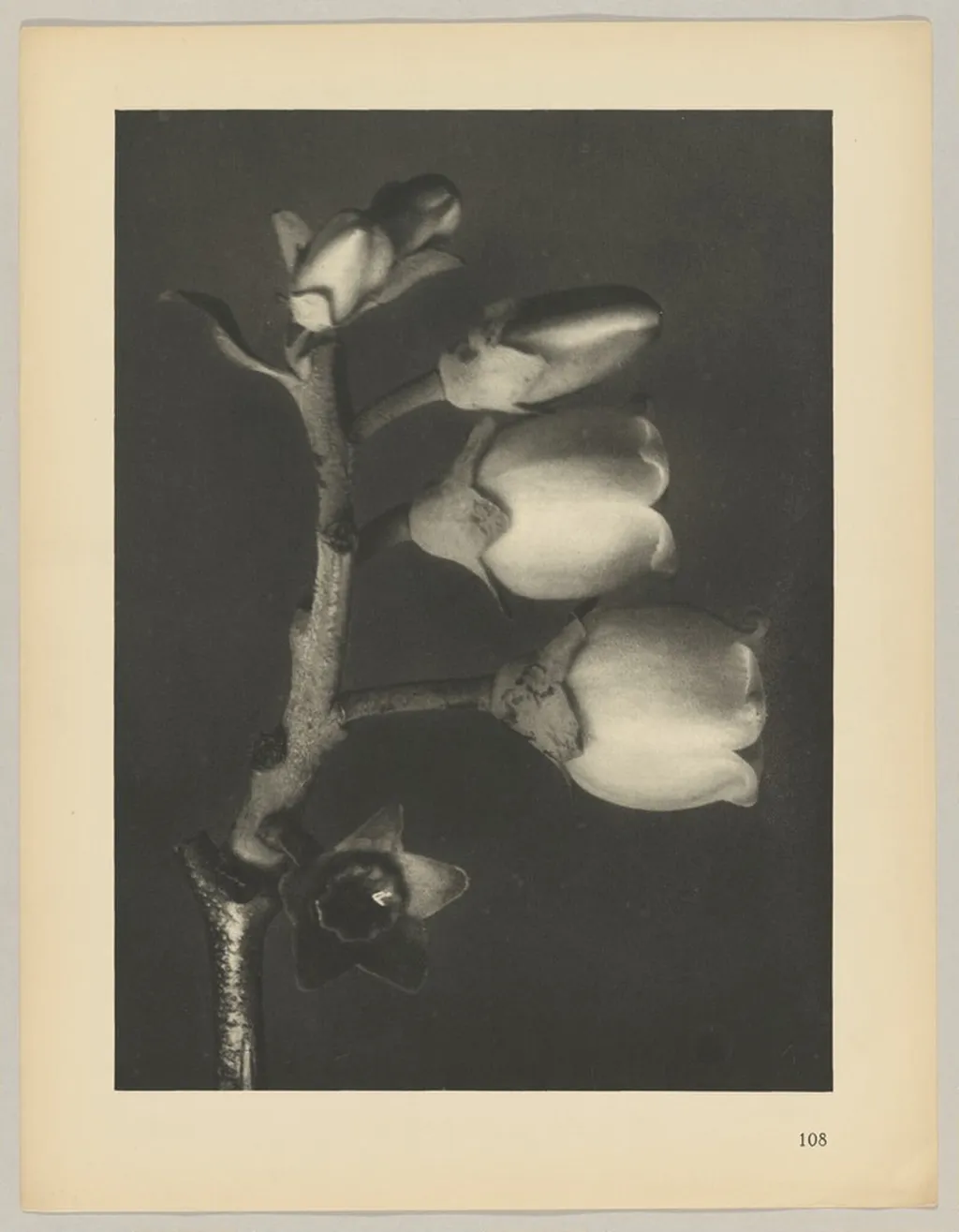 Vaccinium corymbosum, by Karl Blossfeldt, 1928