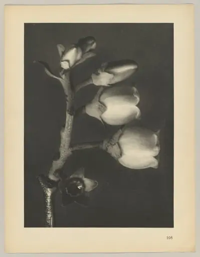 Vaccinium corymbosum, by Karl Blossfeldt