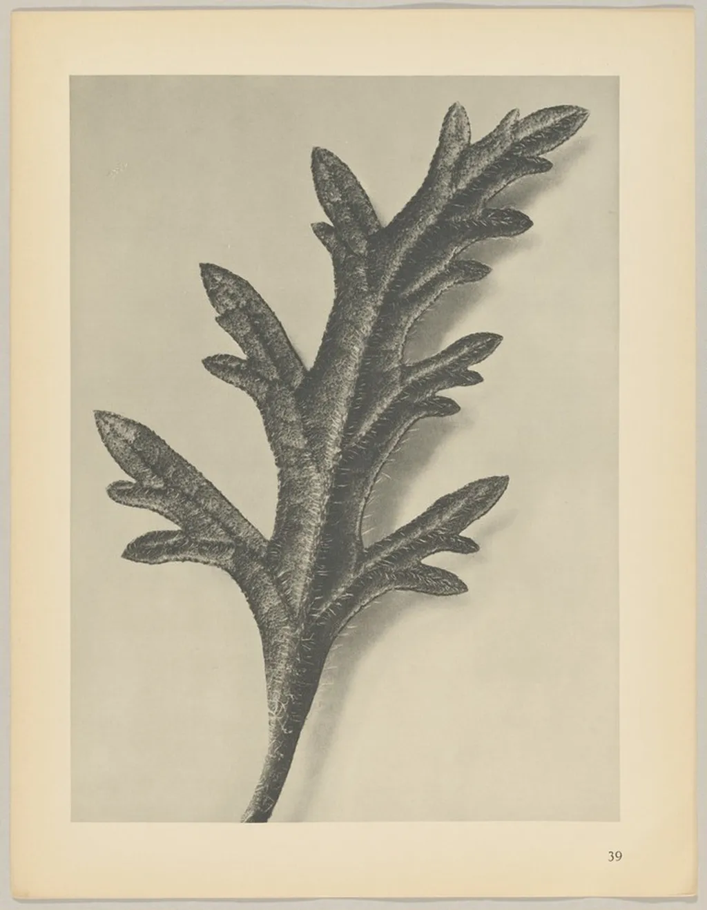 Verbena canadensis, by Karl Blossfeldt, 1928