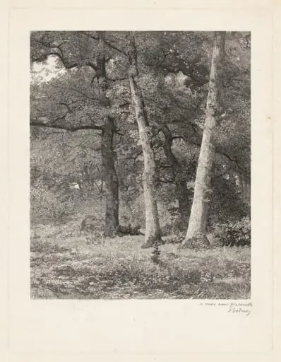 A Forest Clearing, by Karl Bodmer