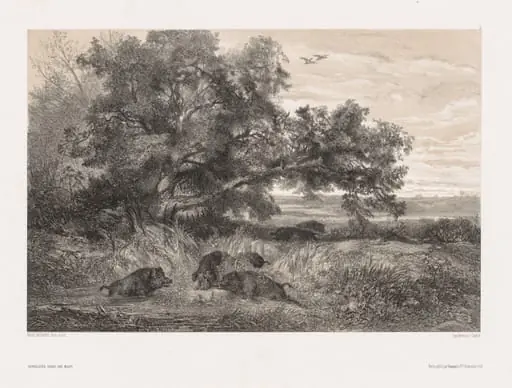 Animals and Landscape after Nature:  Wild Boar in a Pond, by Karl Bodmer