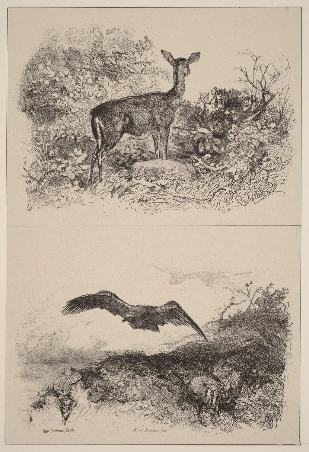 Biche, Aigle, by Karl Bodmer, ink, 1851