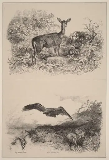 Biche, Aigle, by Karl Bodmer