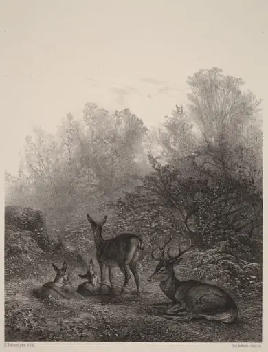 Biches au repos, by Karl Bodmer