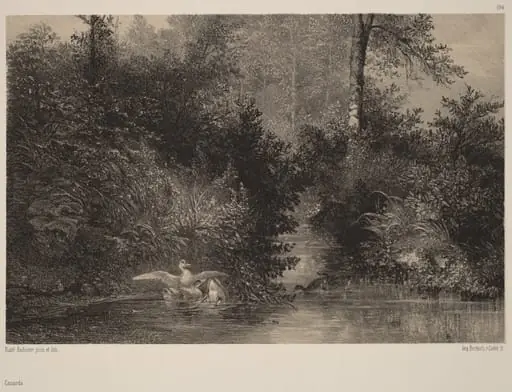 Canards, by Karl Bodmer