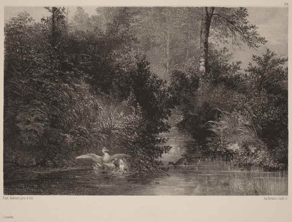 Canards, by Karl Bodmer, ink, 1864