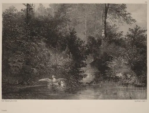 Canards, by Karl Bodmer