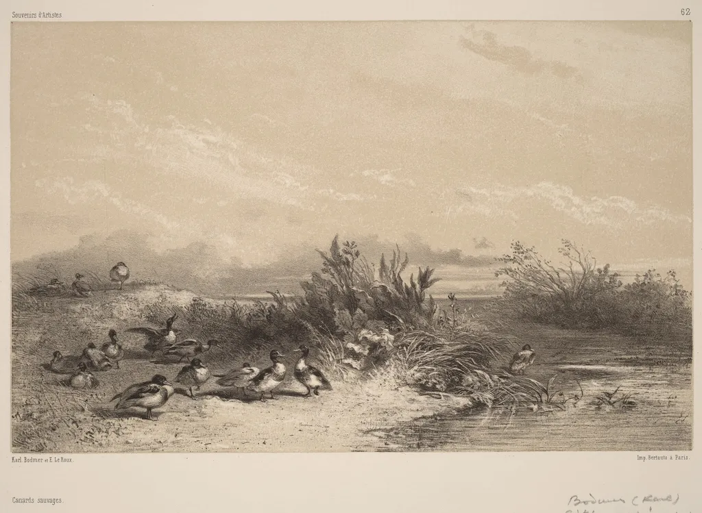Canards Sauvages, by Karl Bodmer, ink, 1851