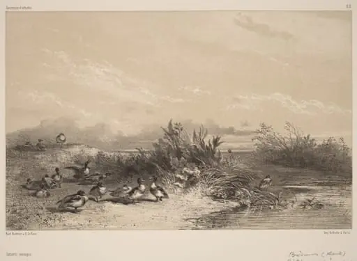 Canards Sauvages, by Karl Bodmer