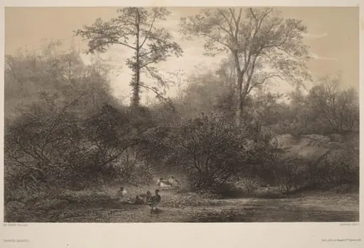 Canards Sauvages, by Karl Bodmer