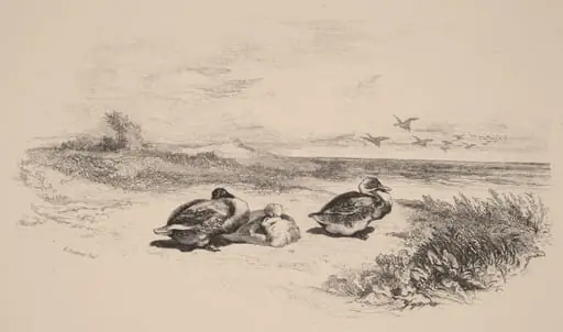Canards Sauvages, by Karl Bodmer