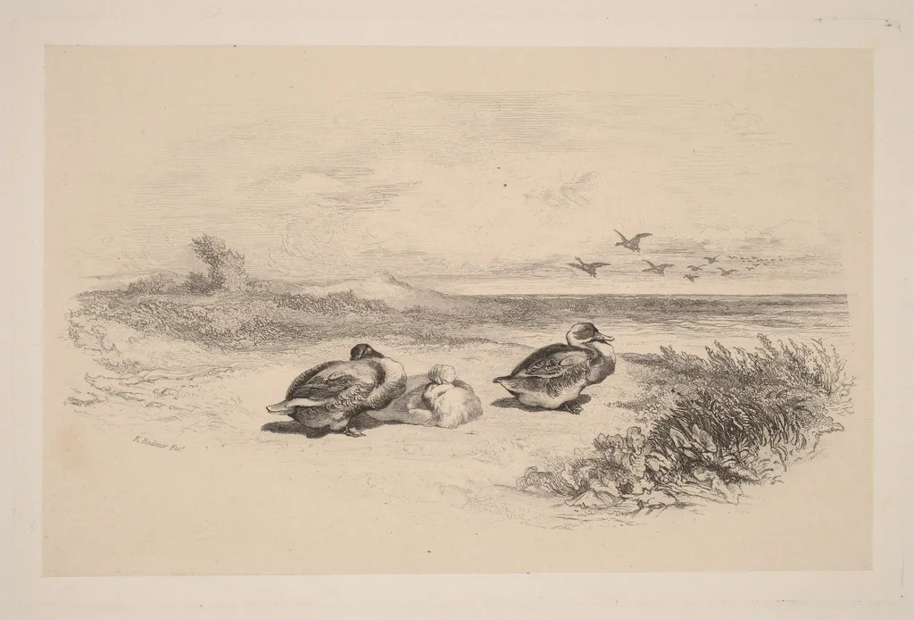 Canards Sauvages, by Karl Bodmer, ink, 1851