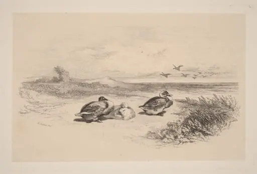 Canards Sauvages, by Karl Bodmer