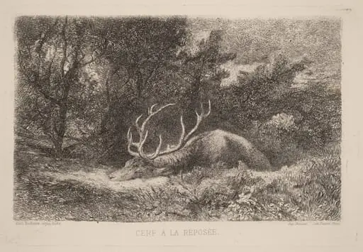 Cerf a la Reposee, by Karl Bodmer