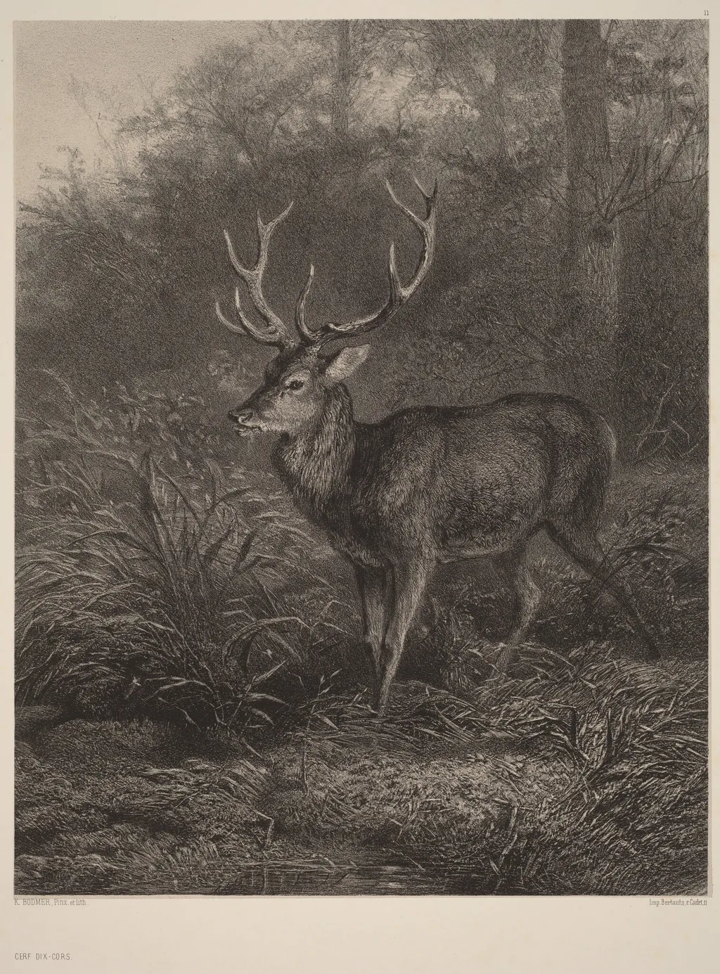 Cerf Dix-Cors, by Karl Bodmer, ink, 1851