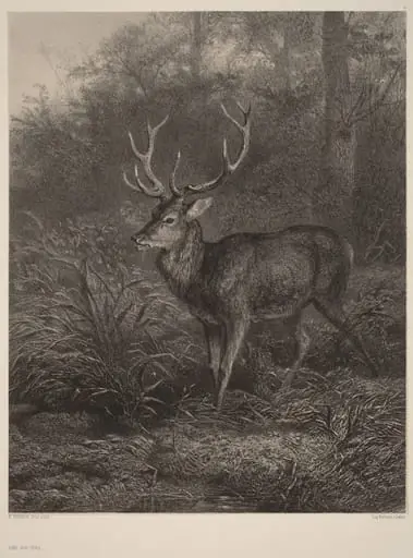 Cerf Dix-Cors