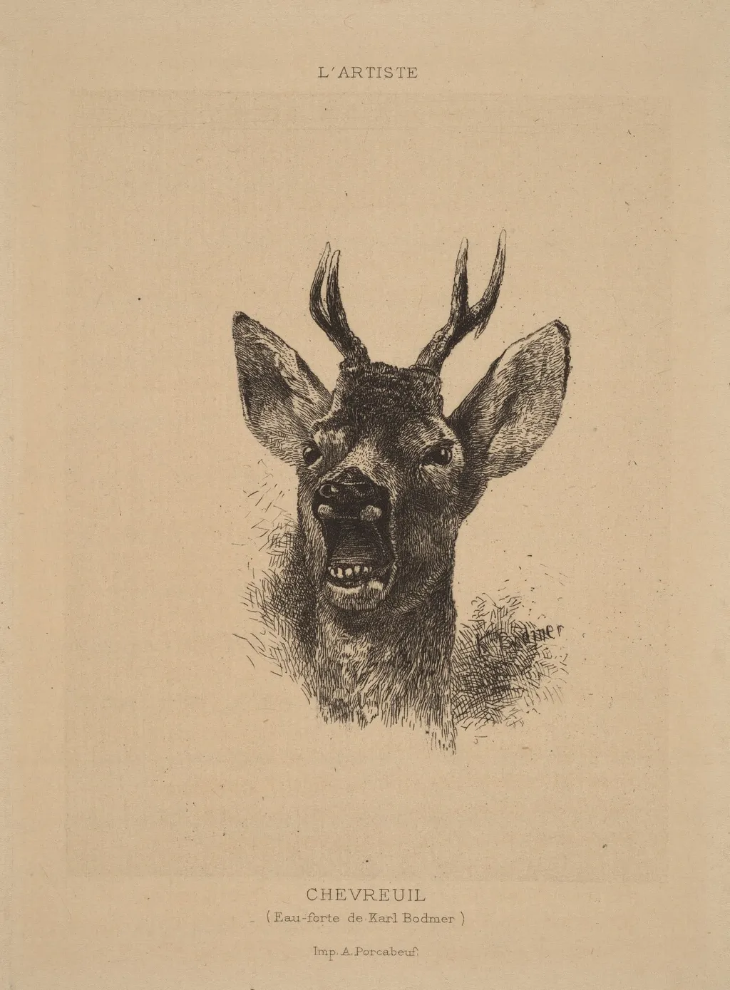 Chevreuil, by Karl Bodmer, ink, 1851