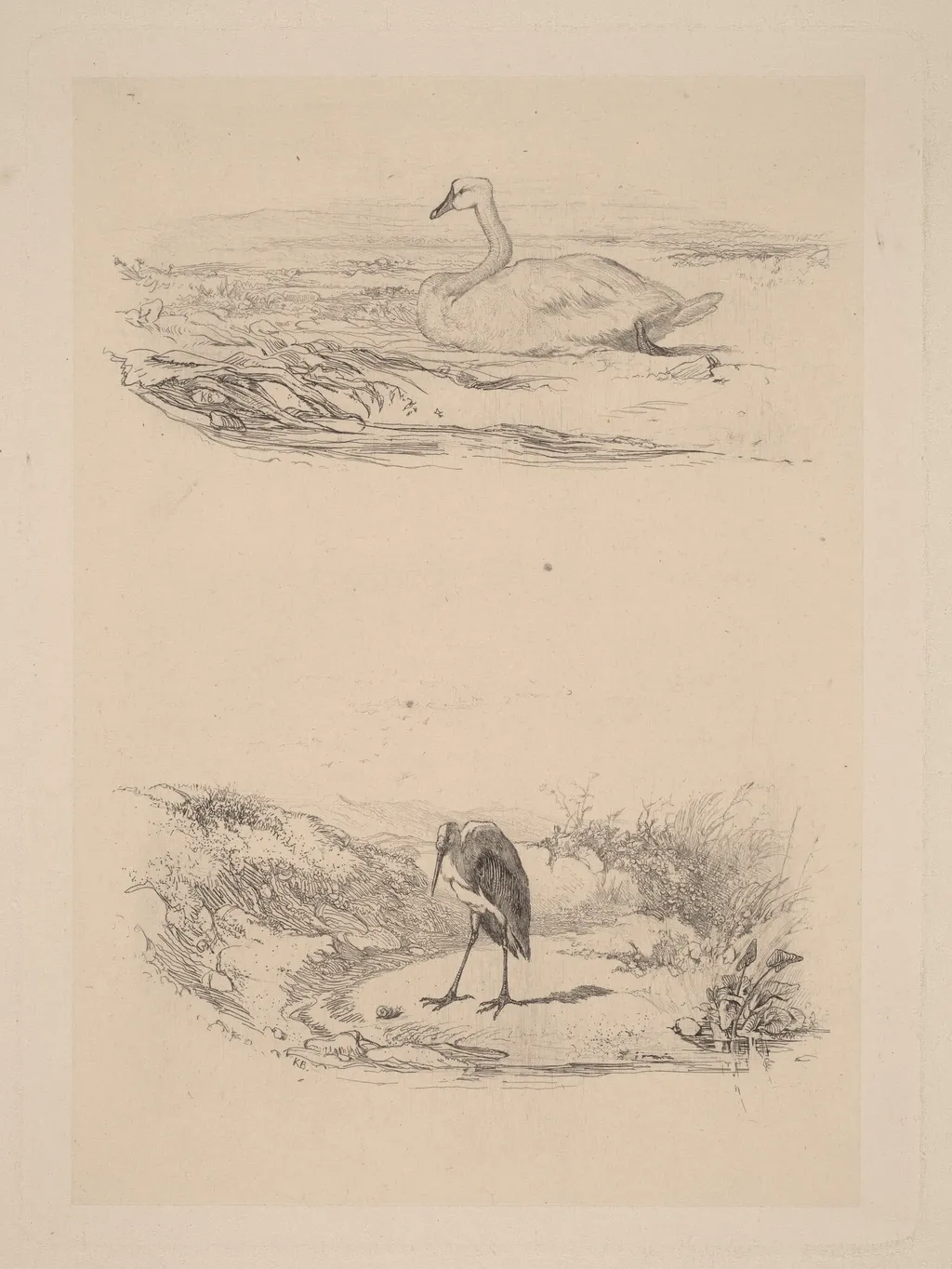 Cygne, heron, by Karl Bodmer, ink, 1851