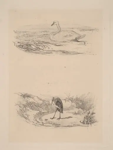 Cygne, heron, by Karl Bodmer