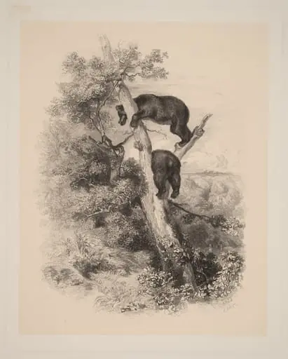Deux Ours, by Karl Bodmer