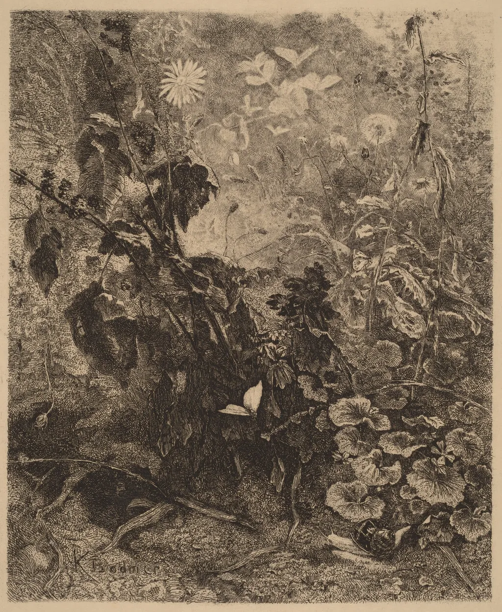Escargots et papillons, by Karl Bodmer, ink, 1851