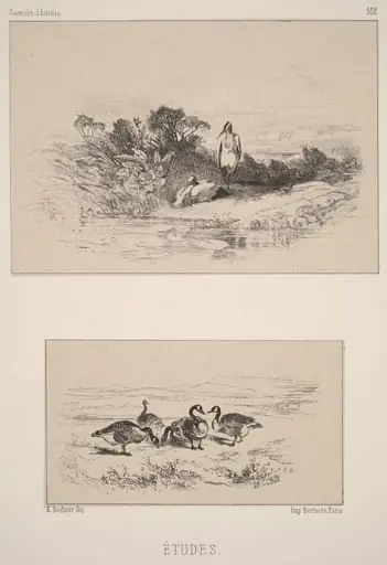 Etudes, by Karl Bodmer