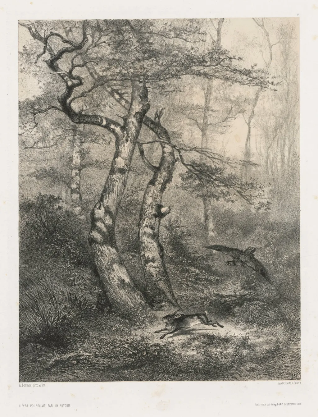 Hare Pursued by a Goshawk, by Karl Bodmer, 1858
