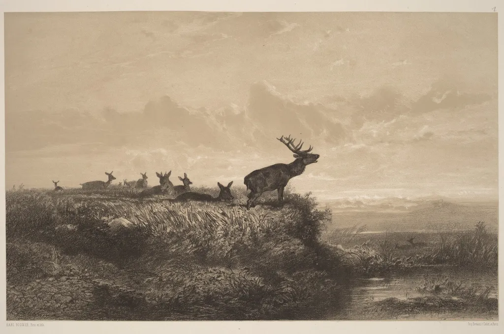 Le Matin. Cerf et Biches, by Karl Bodmer, ink, 1851