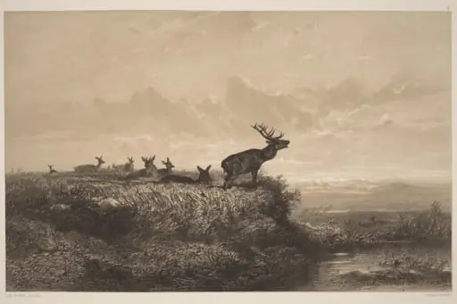 Le Matin.  Cerf et Biches, by Karl Bodmer