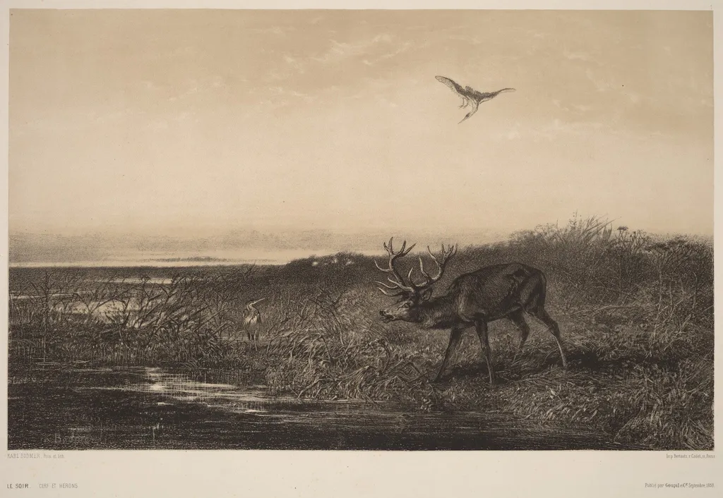 Le Soir. Cerf et Herons, by Karl Bodmer, ink, 1851