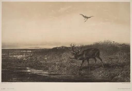 Le Soir. Cerf et Herons, by Karl Bodmer
