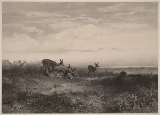 Les biches, by Karl Bodmer