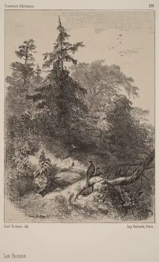 Les Faisans, by Karl Bodmer