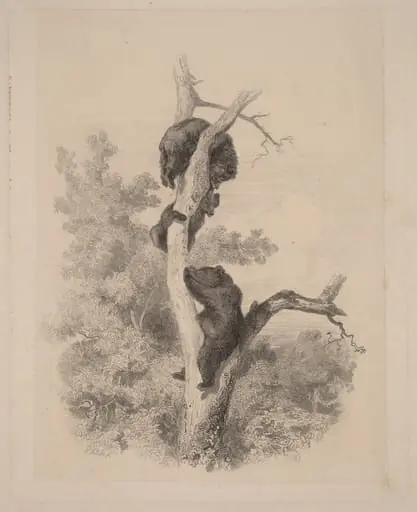 Les ours, by Karl Bodmer