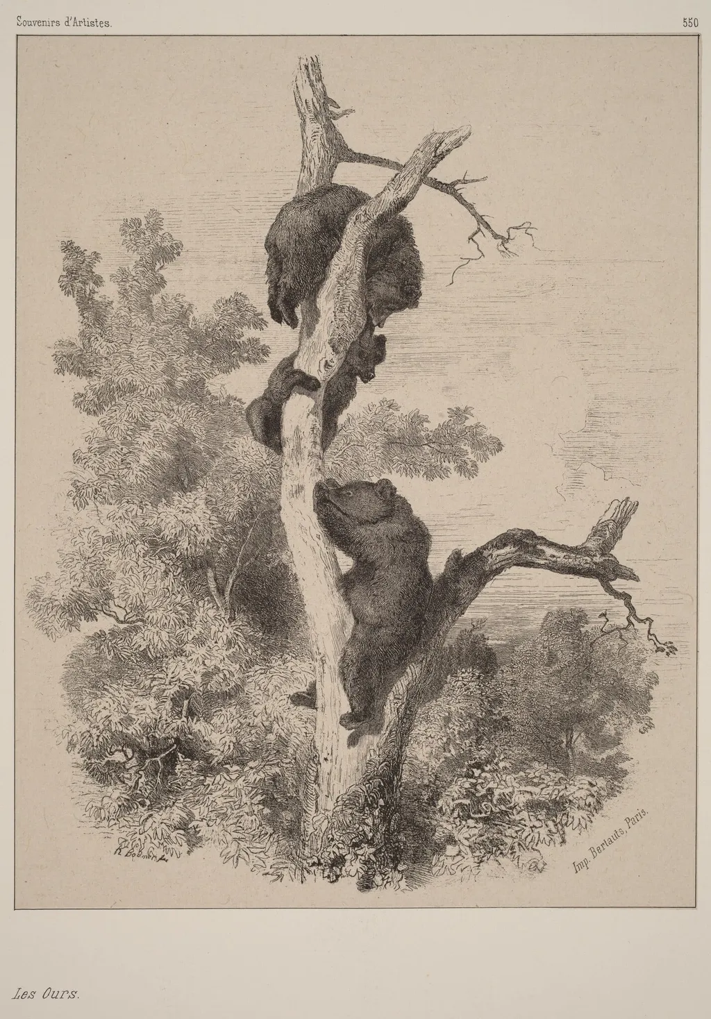 Les ours, by Karl Bodmer, ink, 1851