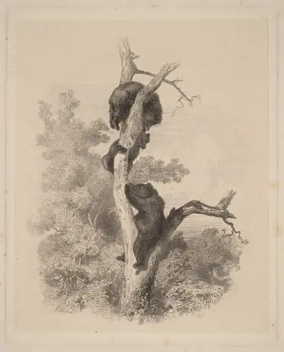 Les Ours (The Bears), by Karl Bodmer