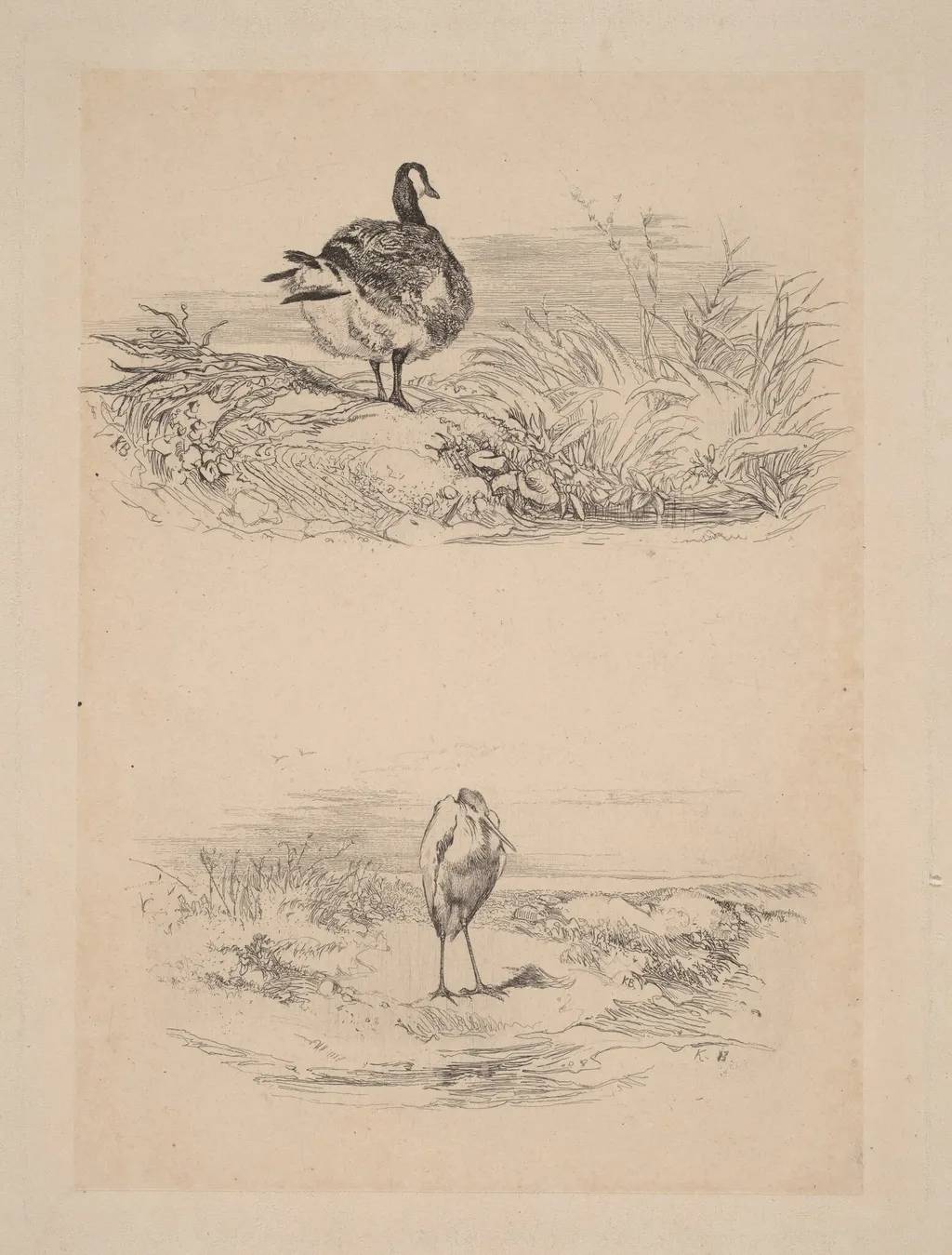 Oie, Heron, by Karl Bodmer, ink, 1851