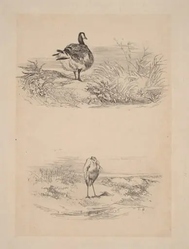 Oie, Heron, by Karl Bodmer
