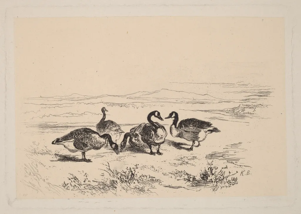 Oies bernacles, by Karl Bodmer, ink, 1851